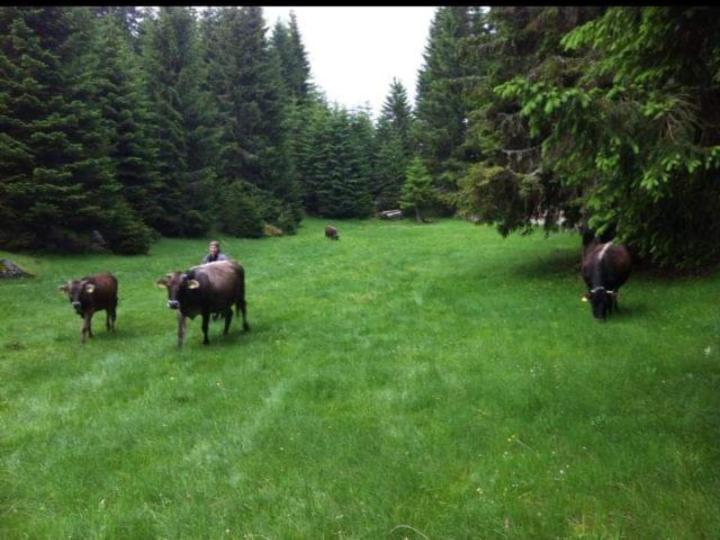 Isov Ranch Villa Plav Exteriör bild