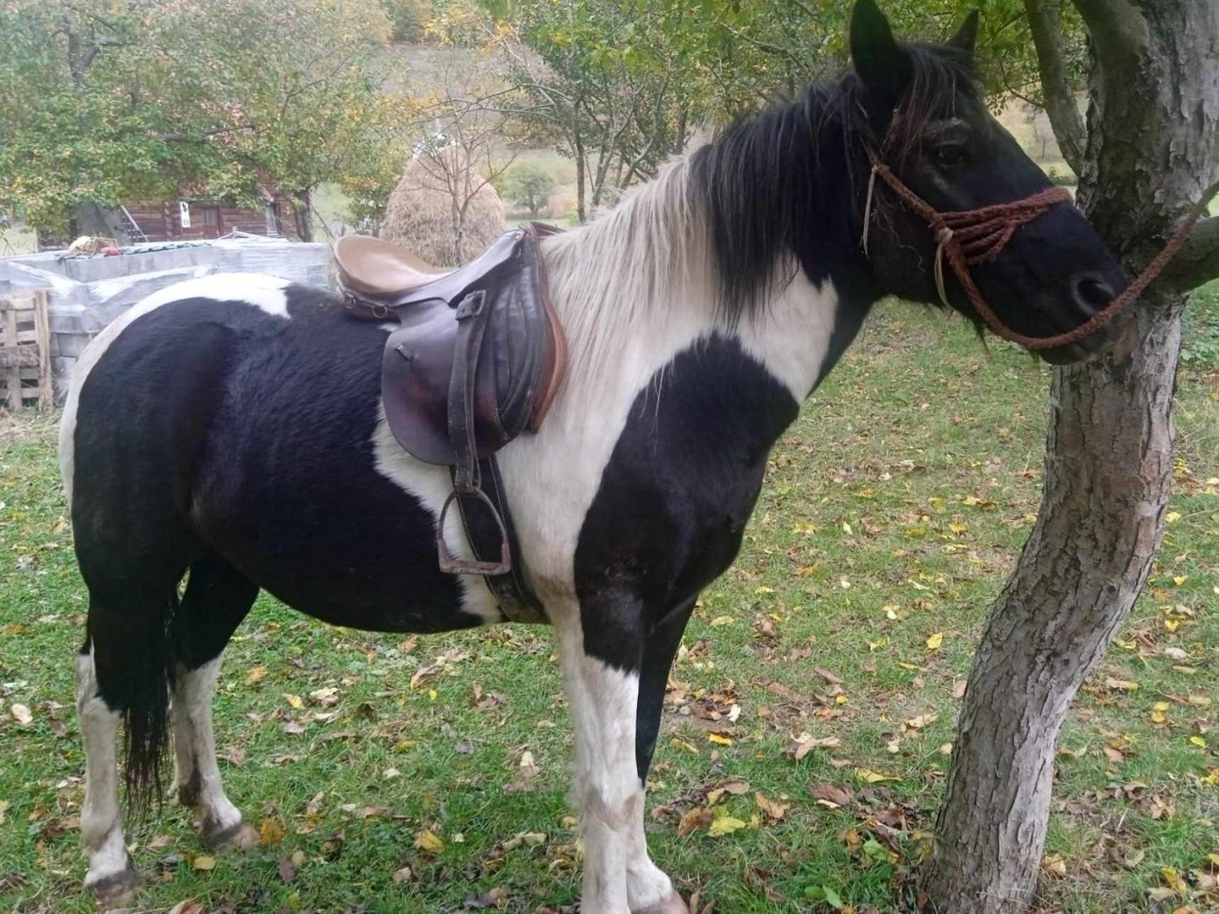 Isov Ranch Villa Plav Exteriör bild